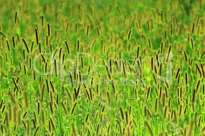 thicket of high green grass in the field