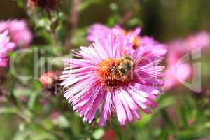 bee climbs on the flower of aster