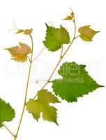 vine and leaves isolated on white background