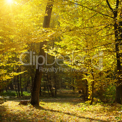 Autumn forest, yellow leaves and the sunset.