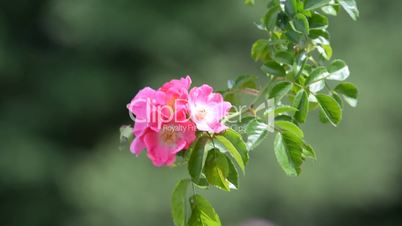 Heckenrose