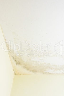 Wall cover with mould