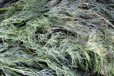 many raw green dill