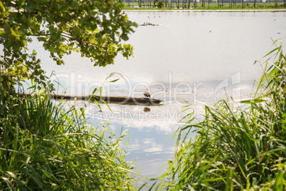 Ente auf Baumstamm