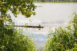 Ente auf Baumstamm