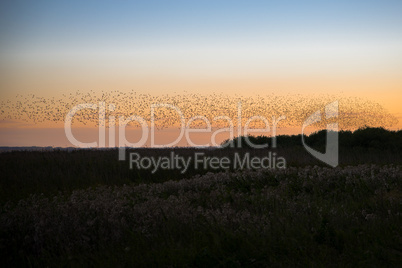 Vogelschwarm im Sonnenuntergang