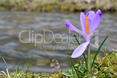 Spring crocus on the bank of the stream