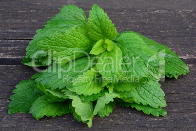 Fresh, young lemon balm leaves