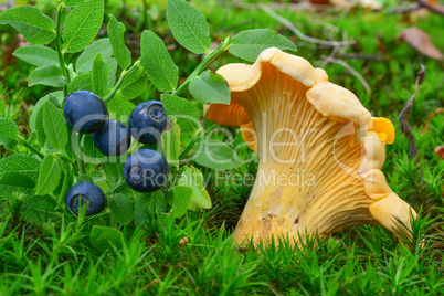 Chanterelle and blueberries in natural habitat