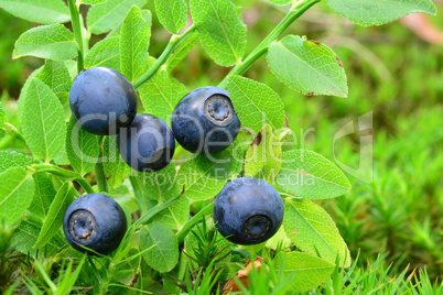 Ripe,  fresh wild blueberries in a moss