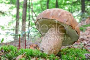 Summer Bolete in natural habitat