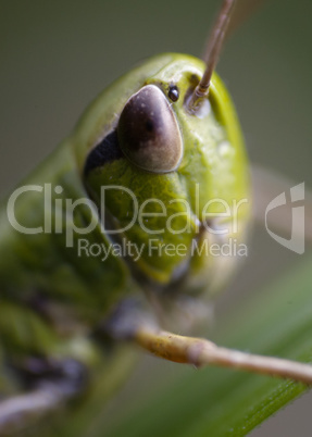 macro of grasshopper head