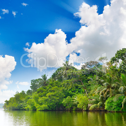 Lake in jungle