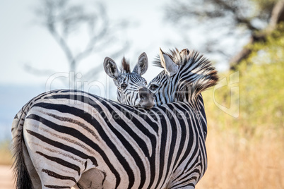 Bonding Zebras in the Kruger.