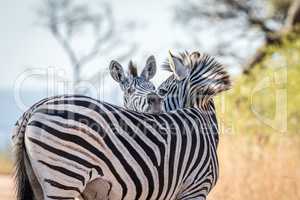 Bonding Zebras in the Kruger.