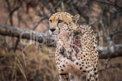 Starring Cheetah in the Kruger.