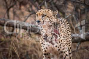 Starring Cheetah in the Kruger.