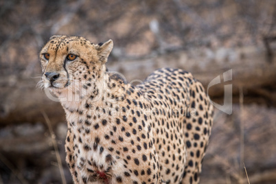 Starring Cheetah in the Kruger.