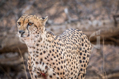 Starring Cheetah in the Kruger.