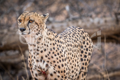 Starring Cheetah in the Kruger.