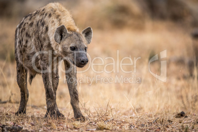 Young Spotted hyena in the Kruger.