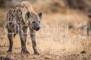 Young Spotted hyena in the Kruger.