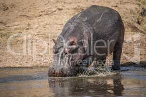 A Hippo walking into the water in the Kruger.