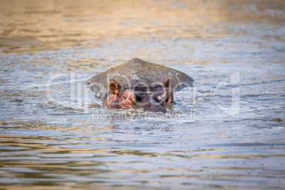 A Hippo peaking out of the water in the Kruger.