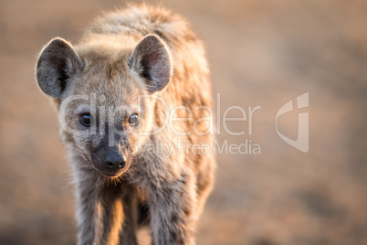 Starring young Spotted hyena in the Kruger National Park.