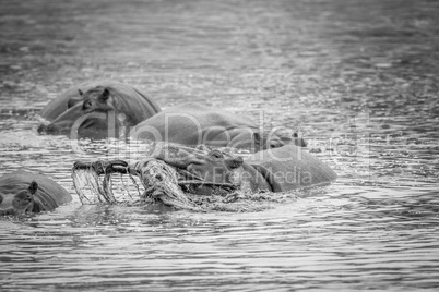 Hippo lifting an impala out of the water in black and white.