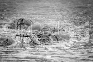 Hippo lifting an impala out of the water in black and white.