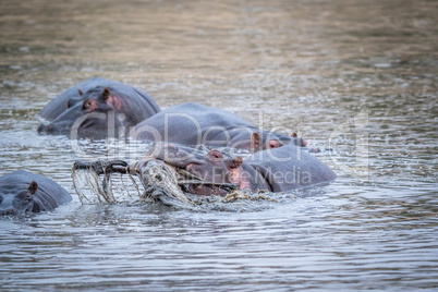 A hippo lifting an impala out of the water in the Kruger.