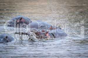 A hippo lifting an impala out of the water in the Kruger.