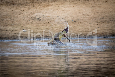 A Nile crocodile eating an impala leg.