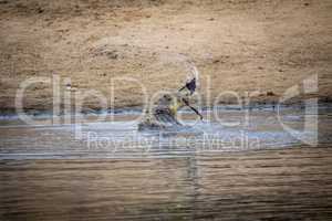 A Nile crocodile eating an impala leg.