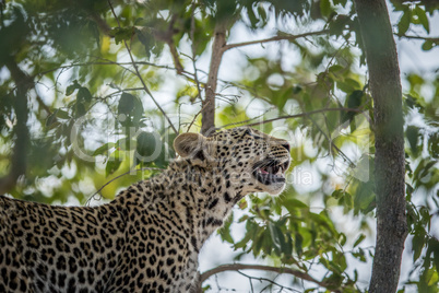 A Leopard looking up in a tree in the Kruger.