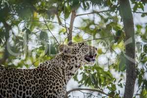 A Leopard looking up in a tree in the Kruger.
