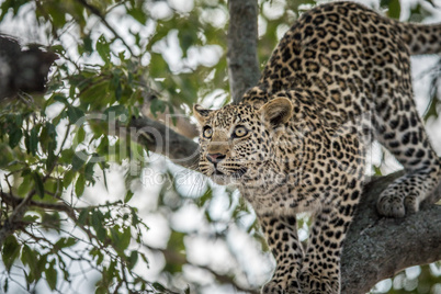 A Leopard in a tree in the Kruger.