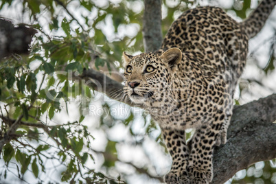 A Leopard in a tree in the Kruger.
