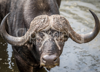 Starring Buffalo bull in the Kruger.