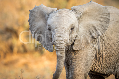 A starring young Elephant.
