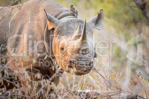 Starring Black rhino in the Kruger.