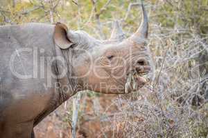 Eating Black rhino in the Kruger.