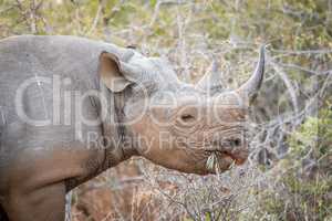 Eating Black rhino in the Kruger.