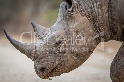 Close up of a Black rhino head in the Kruger.
