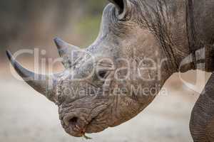 Close up of a Black rhino head in the Kruger.