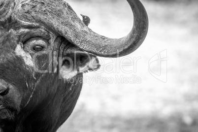 Starring Buffalo bull in black and white in the Kruger.