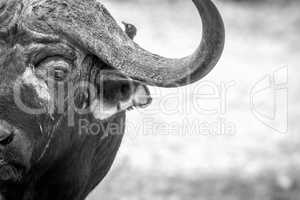 Starring Buffalo bull in black and white in the Kruger.