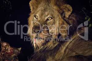 Starring male Lion in the Kruger.