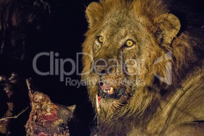 Starring male Lion in the Kruger.